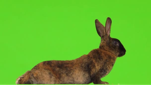ウサギは緑色の画面に彼の胃の上にある — ストック動画
