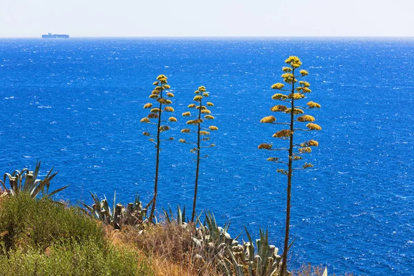 Mavi deniz karşı agav bitkiler — Stok fotoğraf