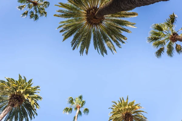 Пальмы Беверли-Хиллз — стоковое фото