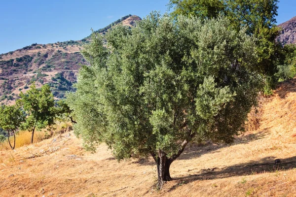 Mediterrane bomen: olijven en amandel — Stockfoto
