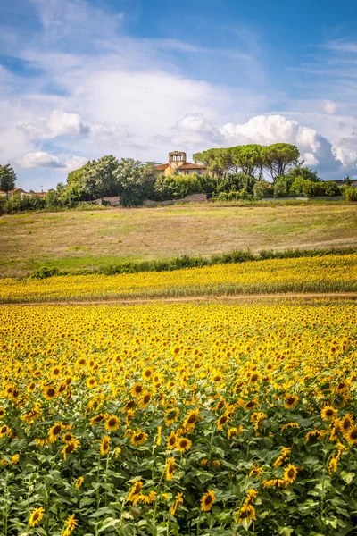 Uskische heuvel met zonnebloemen in bloesem en typische boerderij — Stockfoto