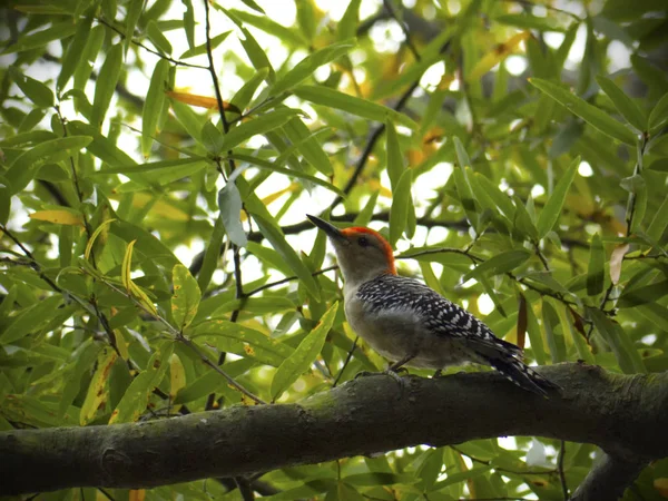 Red-bellied woodpecker perched in tree