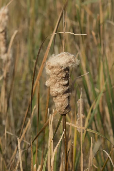 Cattail floreciendo en los humedales —  Fotos de Stock