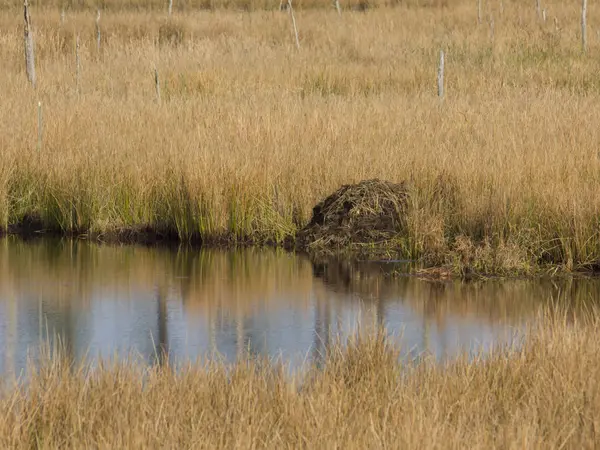 Nutria Lodge at Blackwater NWR — стоковое фото