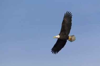Yetişkin kel kartal ek yükü soars