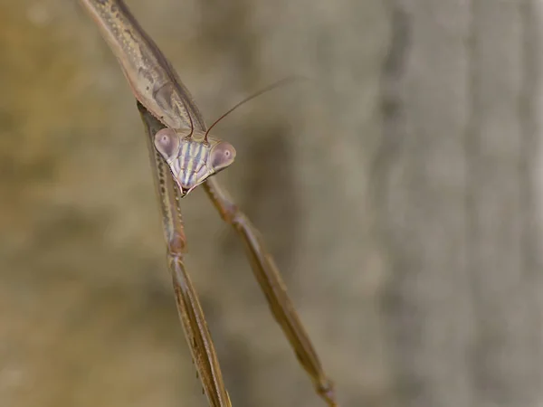 Mante priante en gros plan — Photo