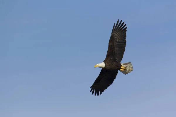 L'aquila calva adulta vola in alto — Foto Stock