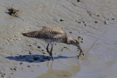 Dowitcher bir yengeç yakalar