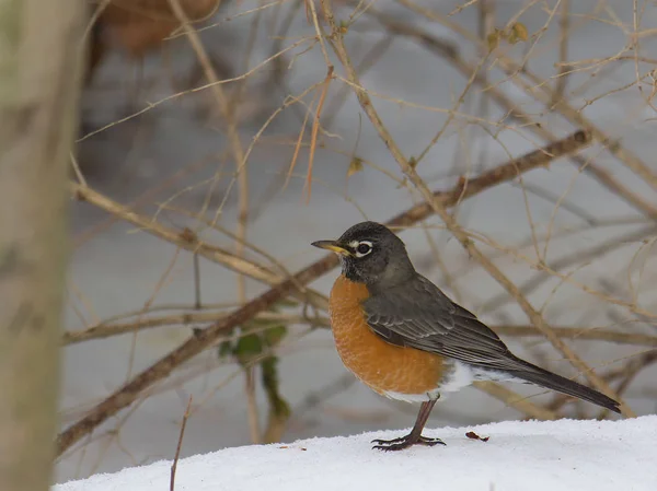 Robin i vinter scen — Stockfoto