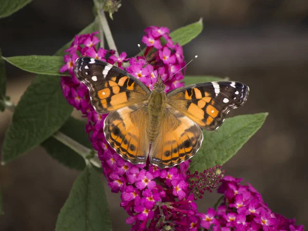 Kelebek kelebek bush — Stok fotoğraf