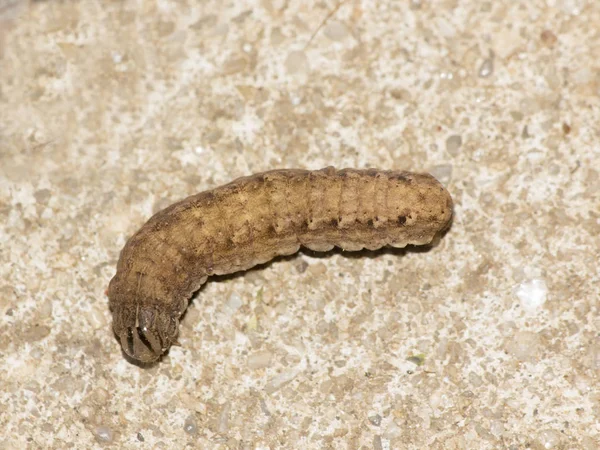 Caterpillar on concrete — Stock Photo, Image