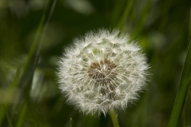 karahindiba tohum kafa