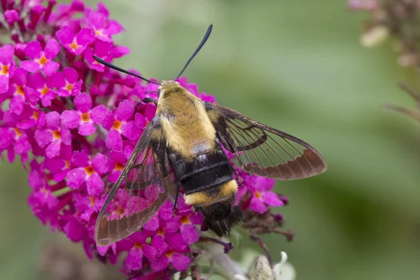 Bee moth on bush — Stock Photo, Image