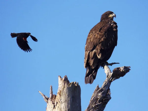 Blackbird attacker unga eagle — Stockfoto