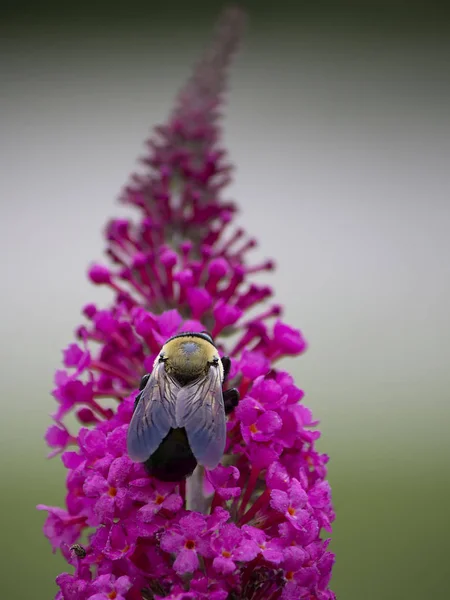 Bee utfodring på blooms — Stockfoto