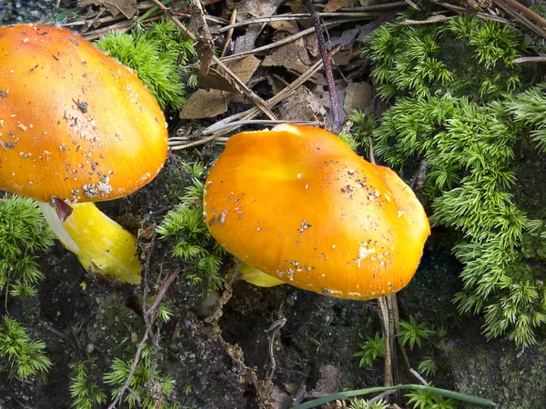 Oranžové houby na lesní podlaze — Stock fotografie