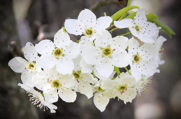 Group of pear blossoms