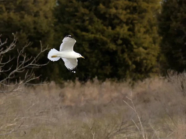 Möwe gleitet vorbei — Stockfoto