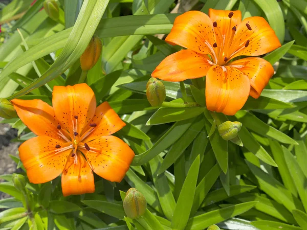 İki portakal daylilies