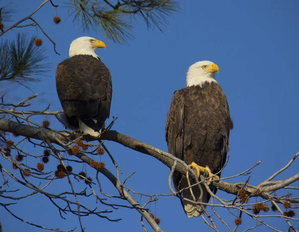 Adult bald eagle par — Stockfoto