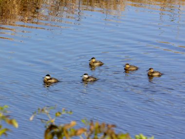 Grup kırmızı ördek Yüzme