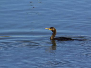 Nehirde Cormorant Yüzme