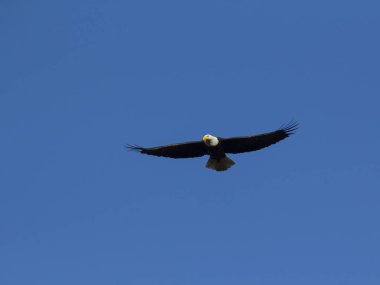 Yetişkin kel kartal tepegöz uçan
