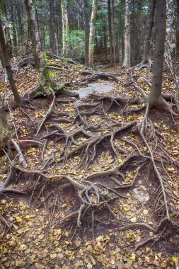 Vermont orman zeminine ağaç kökleri ile