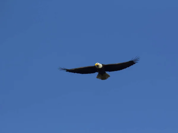 Aquila calva adulta che vola sopra la testa — Foto Stock