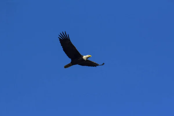 Aquila calva adulta che vola sopra la testa — Foto Stock