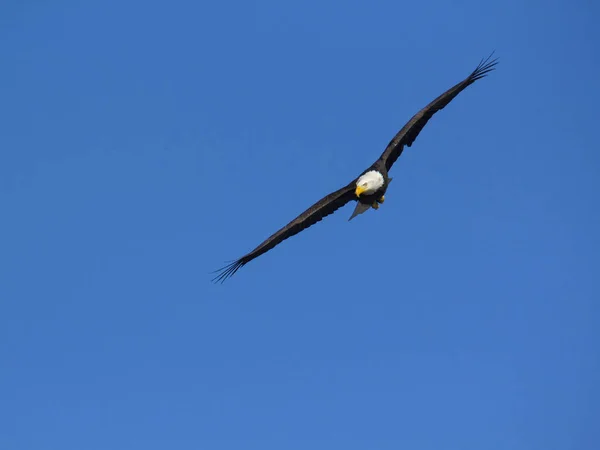 Aquila calva adulta che vola sopra la testa — Foto Stock