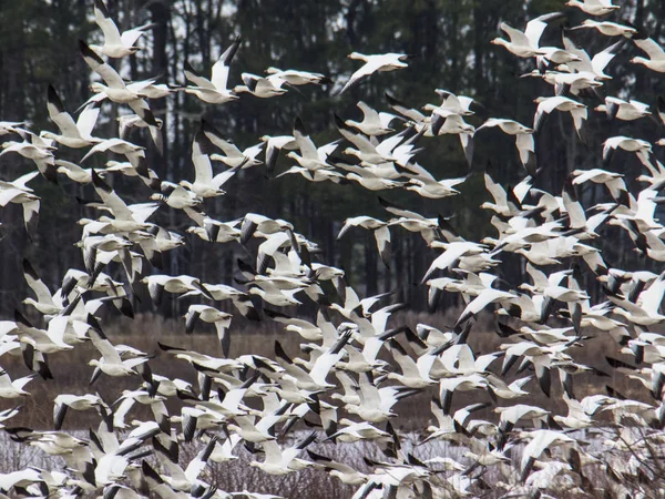 Schneegänse explodieren — Stockfoto