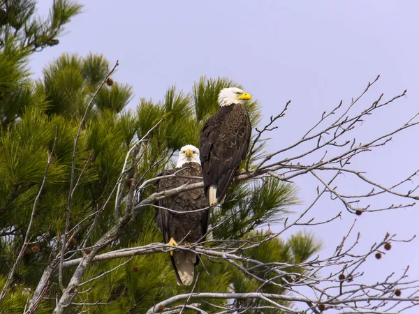 Adult bald eagle par i träd — Stockfoto