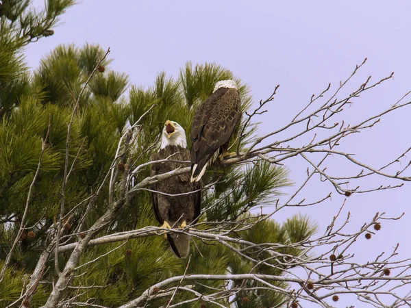 Adult bald eagle skrikande — Stockfoto