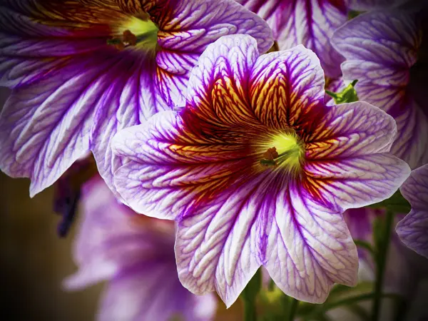 Pestré purpurové den lilie — Stock fotografie