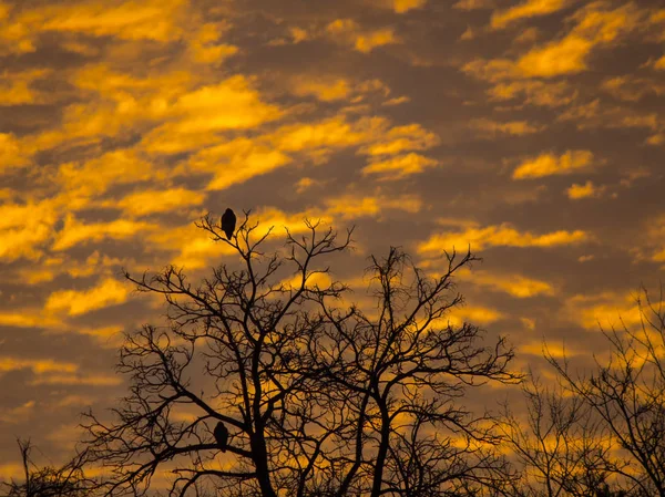 Hawks watching the dawn