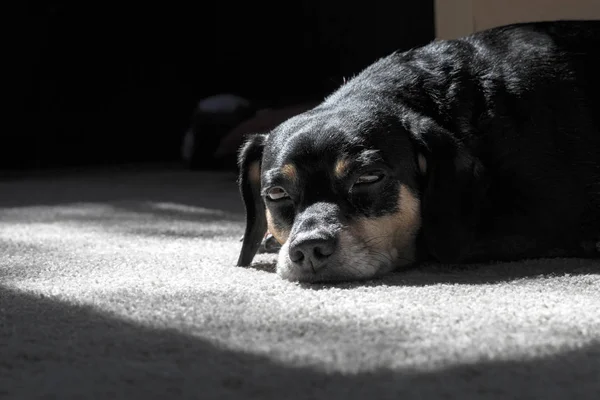 Küçük köpek güneşli bir yerde duruyor