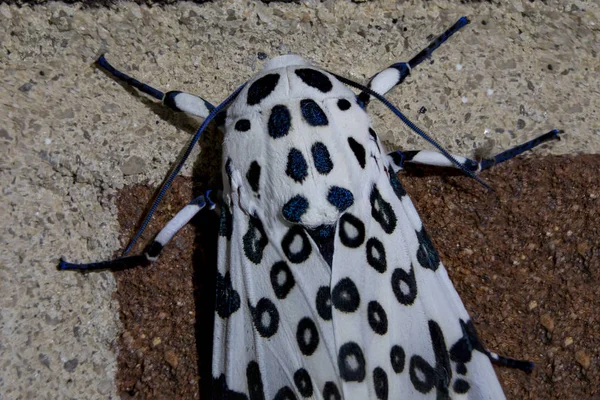 Giant Leopard Moth Thorax — Stock Photo, Image