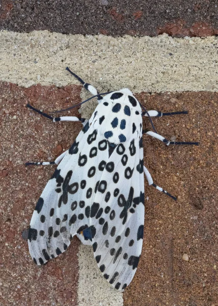 Giant Leopard Moth I — Stock Photo, Image