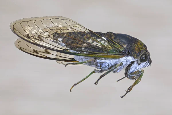 Broyeur de ciseaux Cicada — Photo