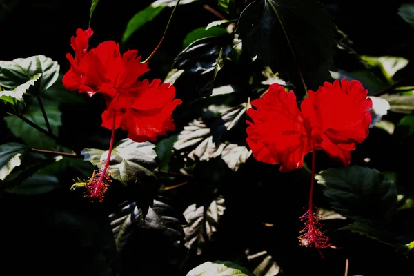İki kırmızı hibiscus çiçek