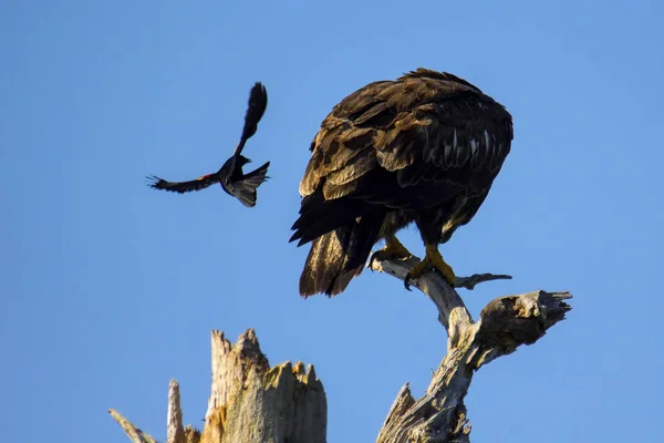 Il merlo alato rosso attacca l'aquila calva — Foto Stock