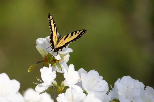 Açelya çiçek üzerinde Doğu tiger swallowtail kelebek