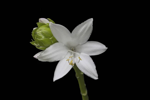 Kraliyet standart Hosta