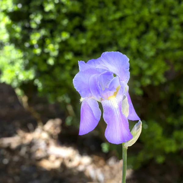 Iris fialové květy na jaře — Stock fotografie