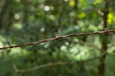 Tek iplikçik dikenli tel