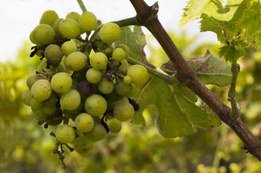 Sarmaşıkta üzüm demetleri