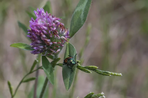 Yeşil böcek thistle tesisi — Stok fotoğraf