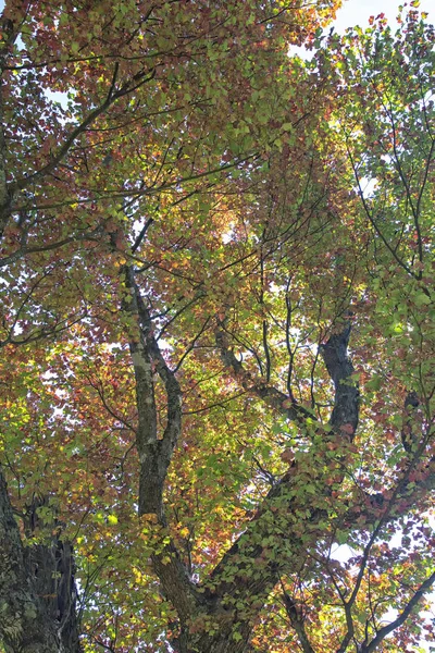 Backlit fall leaves