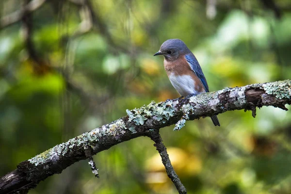 Bluebird oriental olhando Intently — Fotografia de Stock